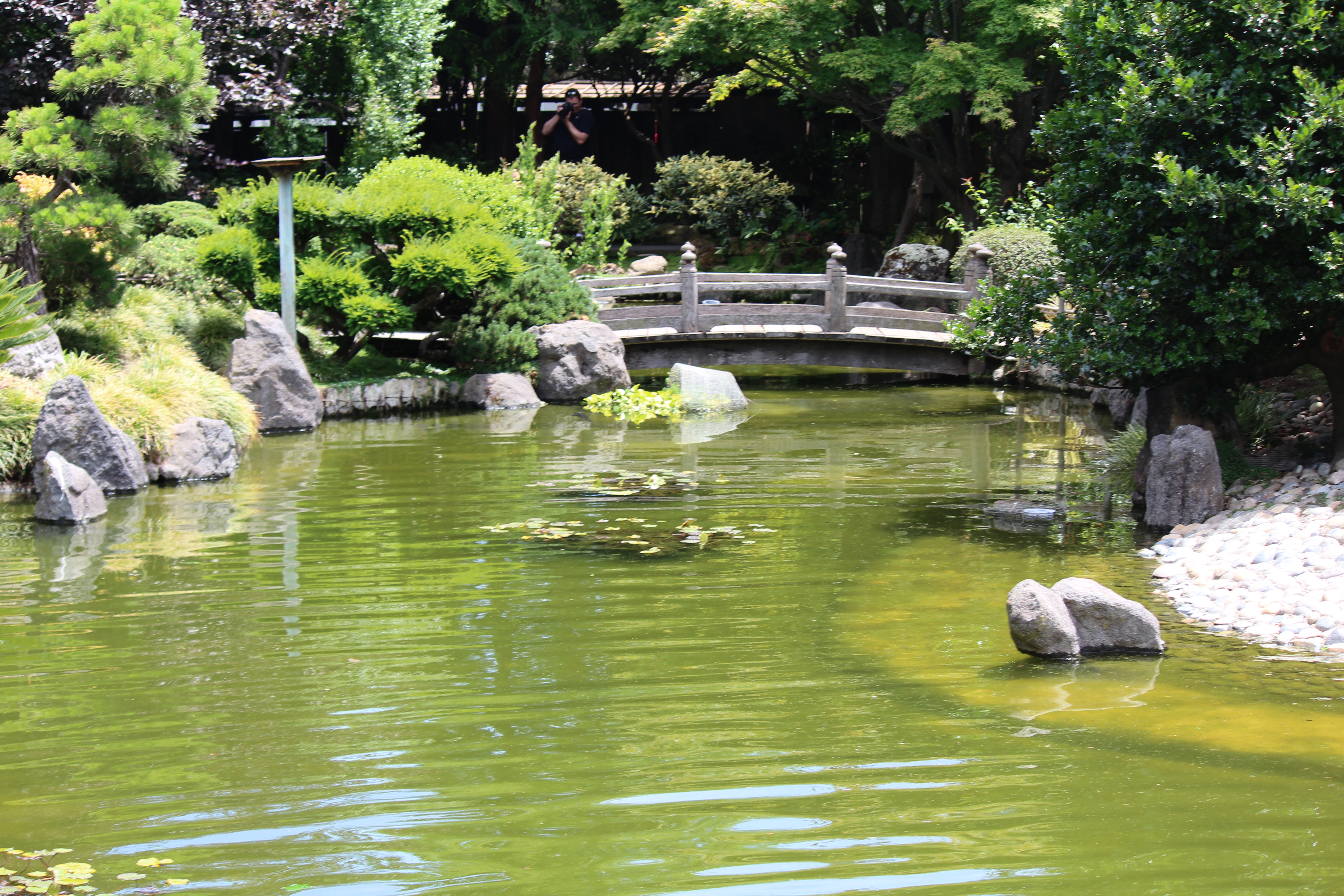 Japanese Garden At San Mateo California Ladies Bulletin